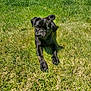 dog, puppy, black_pug, grass, outdoor, sunlight, pet, animal, cute, laying, lawn, greenery, canine, fur, ears, eyes, nature, summer, playful, young