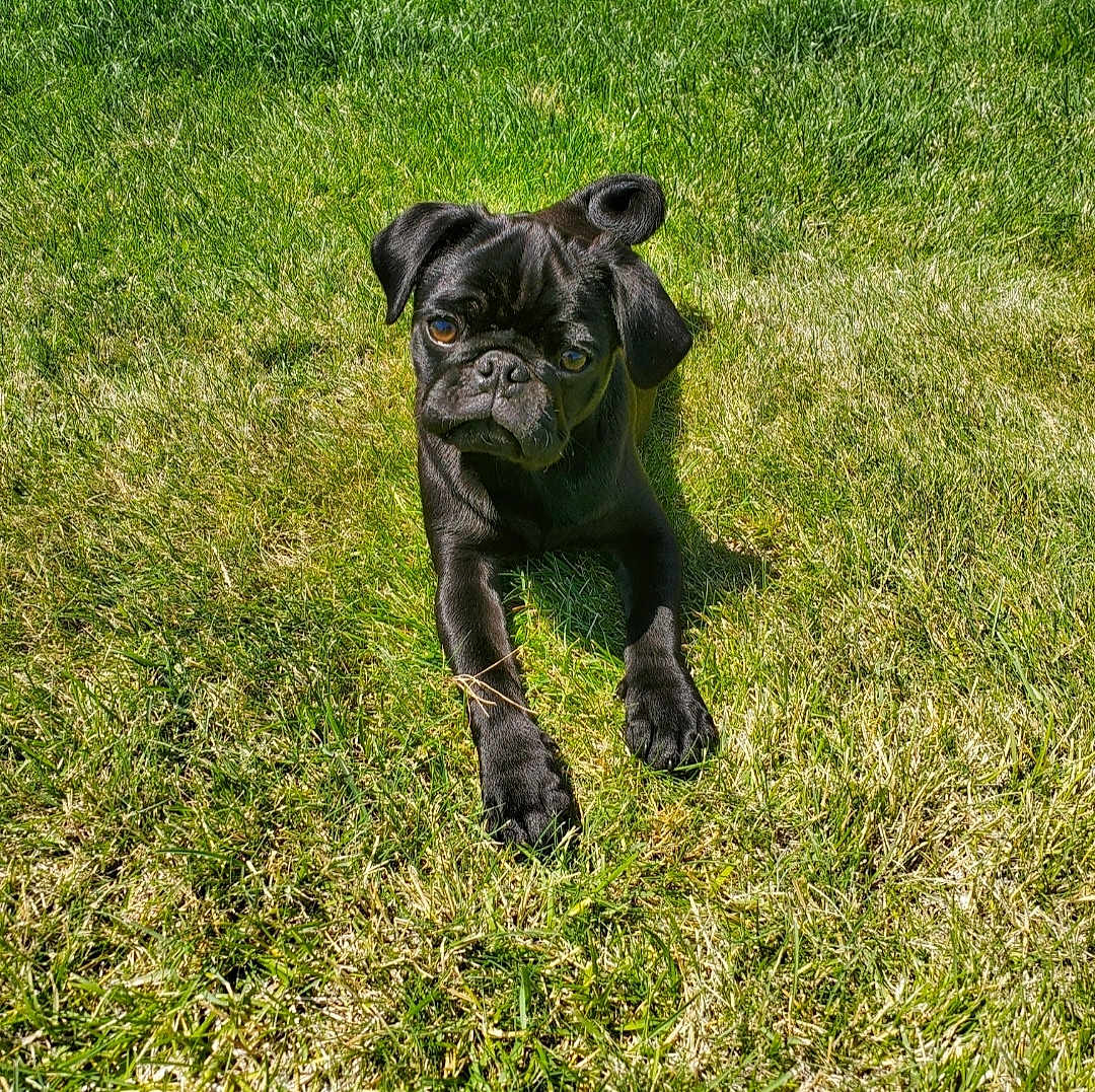 Shadow joined the competition — help win amazing prizes! dog, puppy, black_pug, grass, outdoor, sunlight, pet, animal, cute, laying, lawn, greenery, canine, fur, ears, eyes, nature, summer, playful, young
