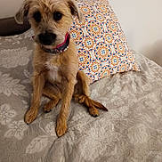 Gabby participe au concours pour gagner de l'argent avec cette photo : dog, puppy, bed, pillow, indoor, fur, pet, brown, small_dog, collar, curious, sitting, decor, mirror, patterned, cozy, animal, cute, furniture, home