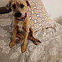 dog, puppy, bed, pillow, indoor, fur, pet, brown, small_dog, collar, curious, sitting, decor, mirror, patterned, cozy, animal, cute, furniture, home