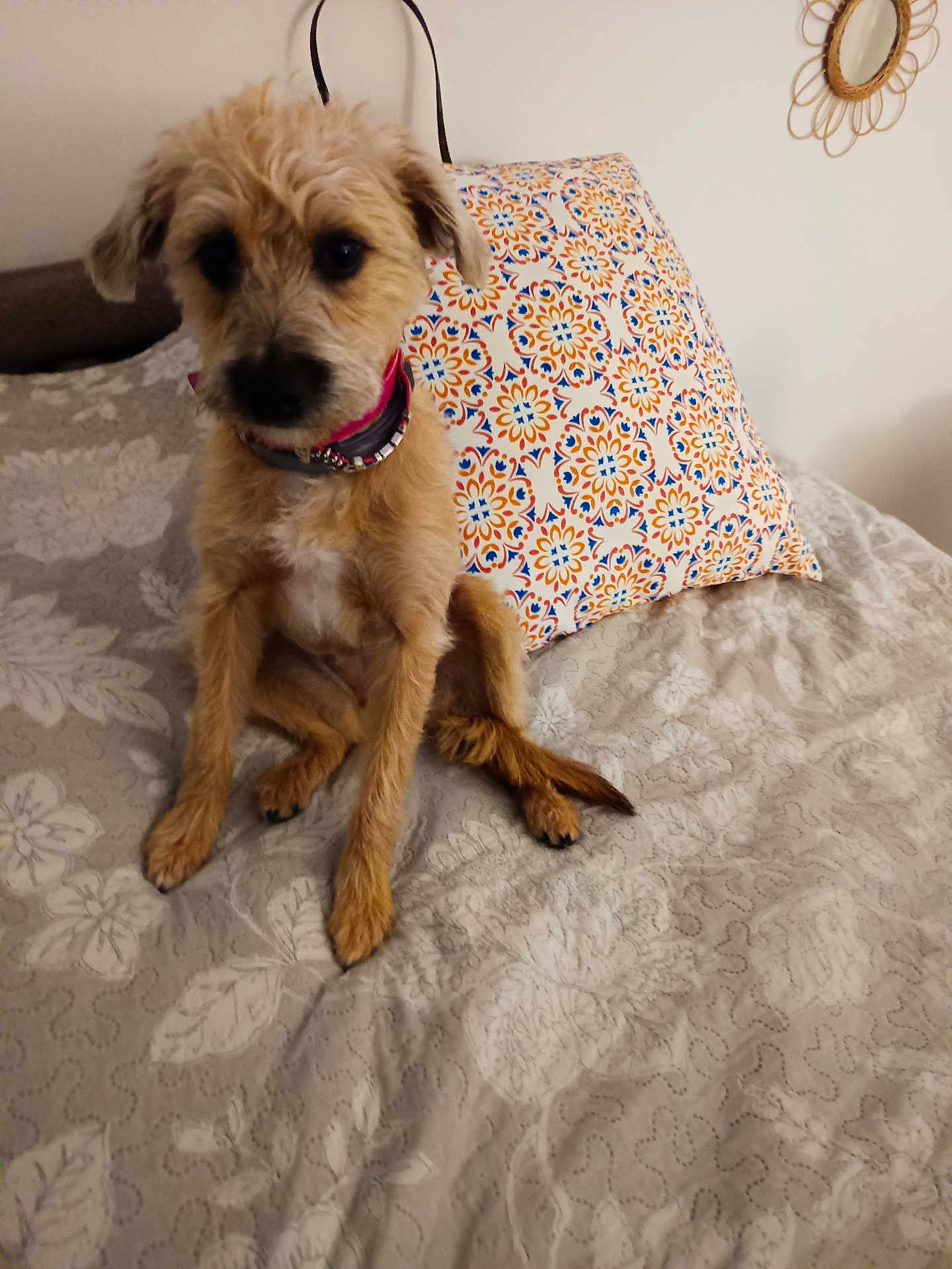 Gabby participe au concours pour gagner de l'argent avec cette photo : dog, puppy, bed, pillow, indoor, fur, pet, brown, small_dog, collar, curious, sitting, decor, mirror, patterned, cozy, animal, cute, furniture, home