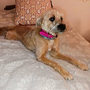 Gabby participe au concours pour gagner de l'argent avec cette photo : animal, bed, bedspread, blurred, collar, cozy, cute, decor, dog, domestic, furniture, indoor, light_brown_fur, lying_down, mirror, pet, pillow, resting, small_dog, wall