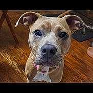 Gigi joined the competition — help win amazing prizes! animal, brown_dog, canine, close_up, collar, curious, dog, domestic_animal, ears, expression, face, flooring, fur, house, indoor, looking_up, muzzle, pet, wooden_floor, young_dog