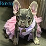 dog, puppy, french_bulldog, tutu, pink, dress, pet, indoor, cute, small, canine, animal, costume, floor, wooden_wall, portrait, sitting, young, face, ears