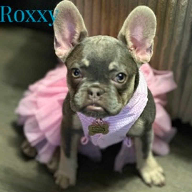 Roxxy
