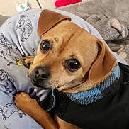 Brew joined the competition — help win amazing prizes! animal, beagle, blanket, boxer, bulldog, canine, chihuahua, clothing, couch, cushion, dog, furniture, homedecor, hound, knitwear, labradorretriever, pet, pointer, pug, puppy
