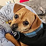 animal, beagle, blanket, boxer, bulldog, canine, chihuahua, clothing, couch, cushion, dog, furniture, homedecor, hound, knitwear, labradorretriever, pet, pointer, pug, puppy