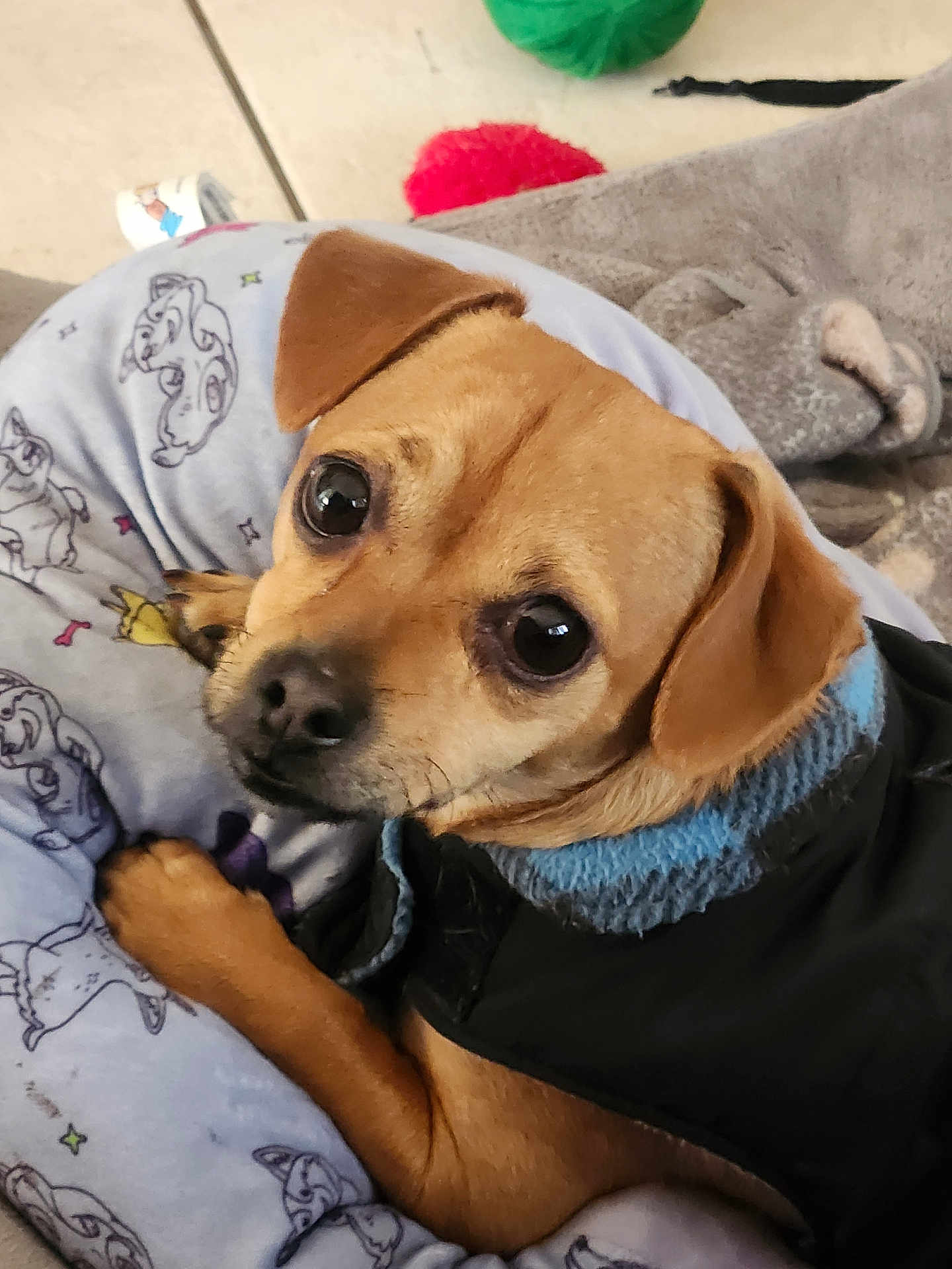 Brew joined the competition — help win amazing prizes! animal, beagle, blanket, boxer, bulldog, canine, chihuahua, clothing, couch, cushion, dog, furniture, homedecor, hound, knitwear, labradorretriever, pet, pointer, pug, puppy