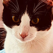 Baby Lee is registered to the contest to win money with this photo: animal, black_and_white, blue_blanket, calm, cat, close_up, closeup, curious, domestic_cat, ears, feline, focused, fur, indoor, pet, portrait, soft_background, texture, whiskers, yellow_eyes