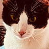 animal, black_and_white, blue_blanket, calm, cat, close_up, closeup, curious, domestic_cat, ears, feline, focused, fur, indoor, pet, portrait, soft_background, texture, whiskers, yellow_eyes