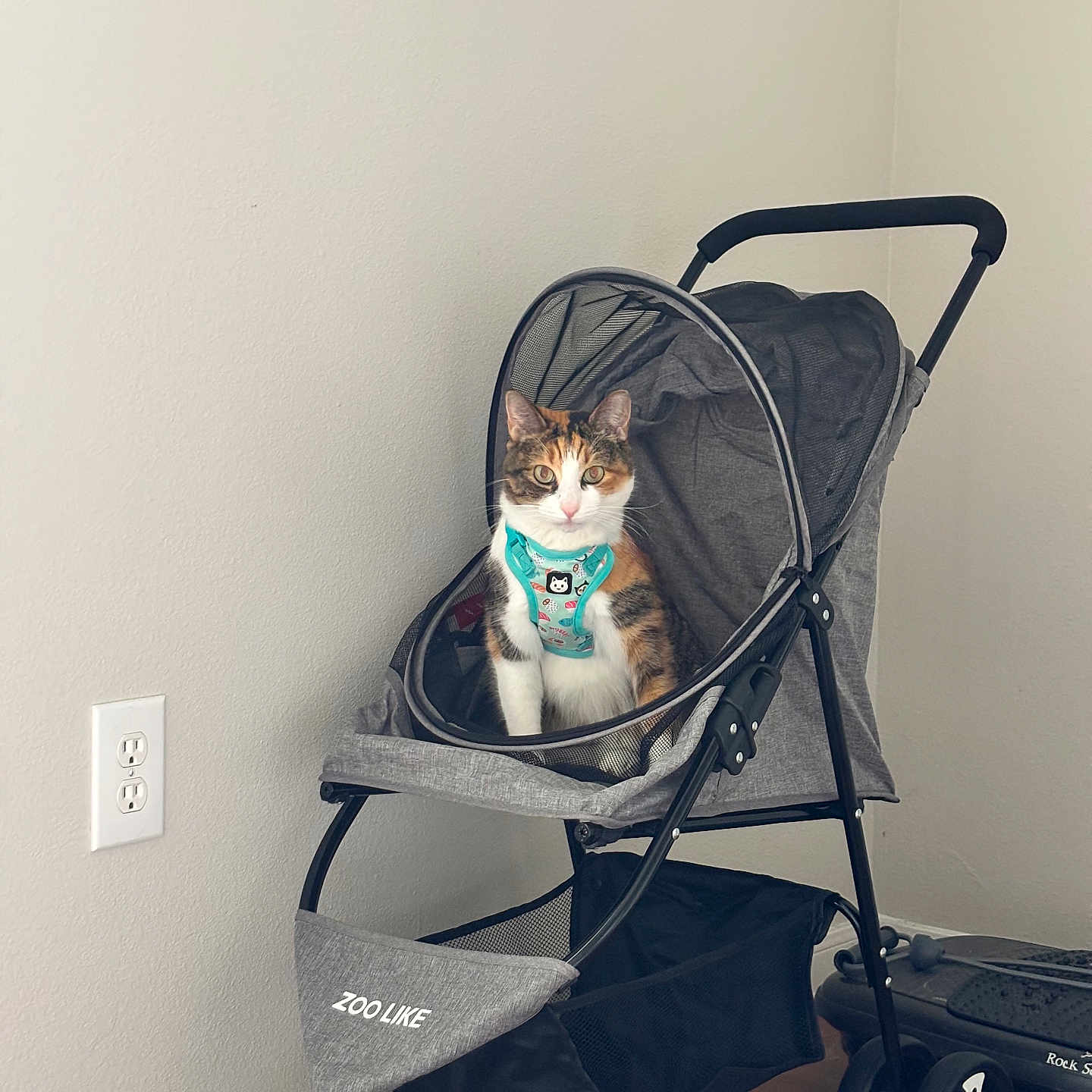 Mia Lee is registered to the contest to win money with this photo: calico_cat, cat, corner, curious, cute, grey_fabric, hardwood_floor, harness, home_interior, indoor, mesh_canopy, outlet, paws, pet_accessory, pet_stroller, sitting, stroller, turquoise, wall, wheel
