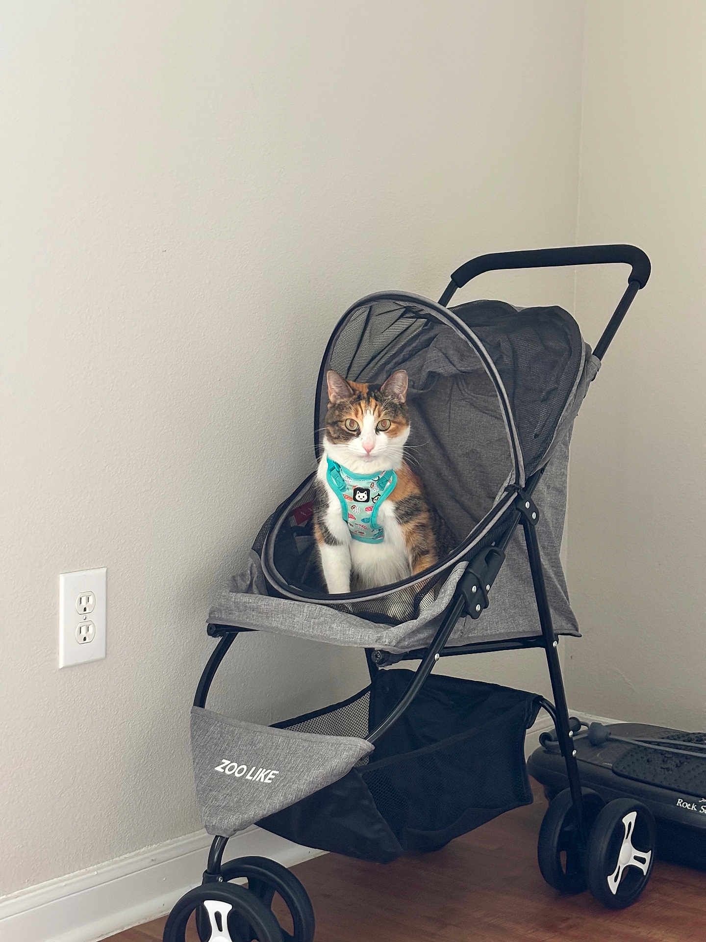 Mia Lee is registered to the contest to win money with this photo: cat, calico_cat, stroller, pet_stroller, harness, turquoise, indoor, wall, hardwood_floor, outlet, mesh_canopy, grey_fabric, sitting, pet_accessory, curious, paws, corner, home_interior, wheel, cute