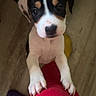 Luna joined the competition — help win amazing prizes! puppy, dog, pet, animal, black_and_white, tricolor, portrait, indoors, wood_floor, red_clothing, paws, long_nails, floppy_ears, upright_ears, brown_eyes, black_nose, cute, playful, standing, closeup