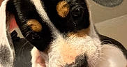 Luna joined the competition — help win amazing prizes! puppy, dog, tricolor, black_and_white, tan, floppy_ears, close_up, pet, animal, cute, sleepy, face, nose, eyes, paws, being_held, indoor, home, pet_bed, portrait