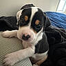 Luna joined the competition — help win amazing prizes! puppy, dog, pet, canine, black_and_white, tricolor, lying_down, bed, blanket, paws, face, eyes, nose, floppy_ears, indoor, bedroom, cozy, portrait, daylight, cute