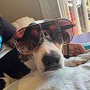Luna is registered to the contest to win money with this photo: dog, sunglasses, pet, portrait, close_up, lying_down, bed, blanket, indoor, home, relaxed, funny, fashion, accessory, nose, muzzle, fur, black_and_white, brown_and_white, window