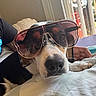 dog, sunglasses, pet, portrait, close_up, lying_down, bed, blanket, indoor, home, relaxed, funny, fashion, accessory, nose, muzzle, fur, black_and_white, brown_and_white, window