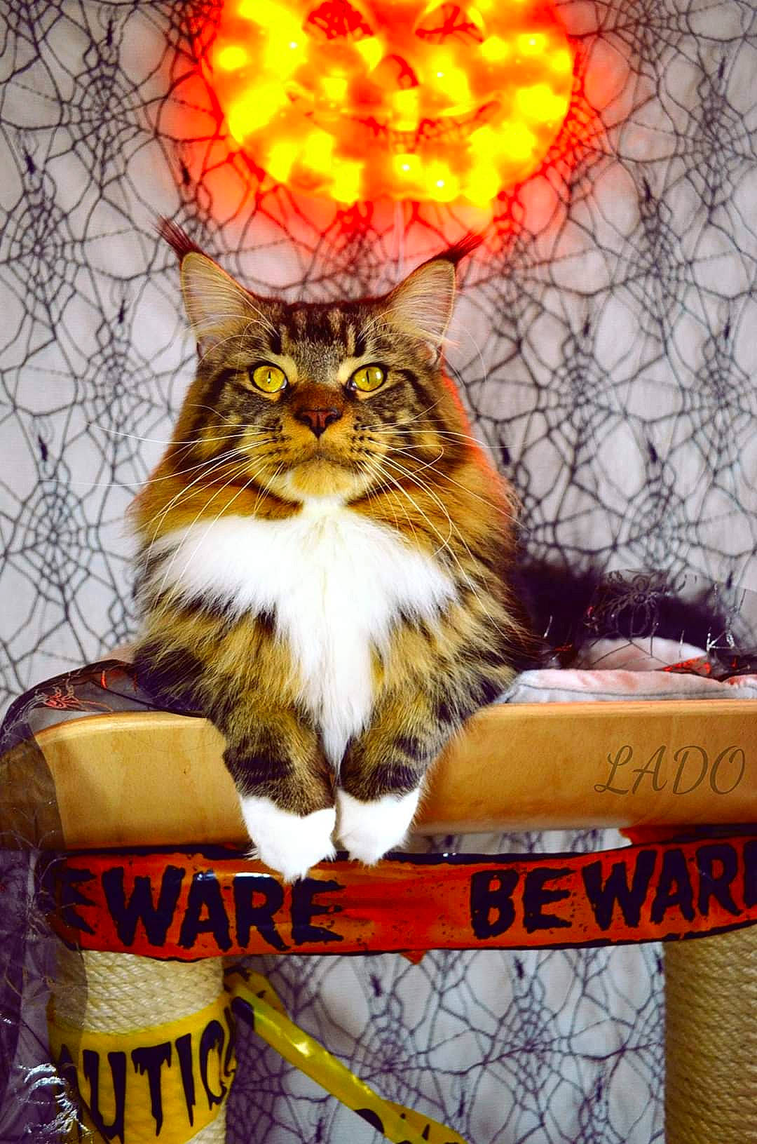 Oliver participe au concours pour gagner de l'argent avec cette photo : american_curl, asian, carnivore, cat, domestic_short_haired_cat, european_shorthair, felidae, kitten, maine_coon, norwegian_forest_cat, photo_caption, small_to_medium_sized_cats, whiskers, wild_cat