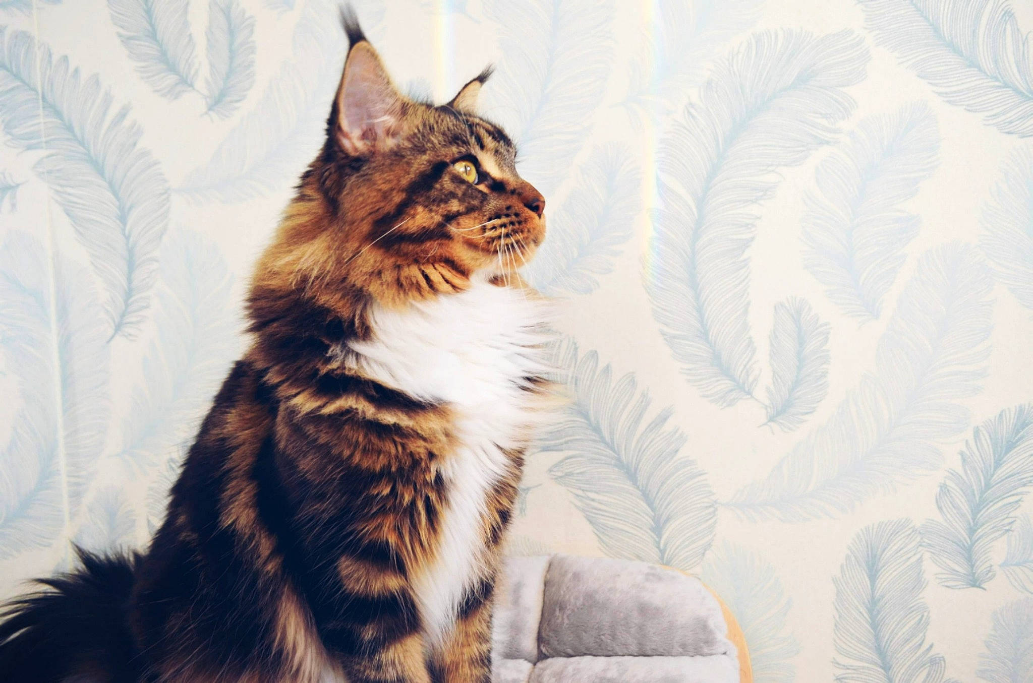 Oliver participe au concours pour gagner de l'argent avec cette photo : aegean_cat, american_wirehair, asian, carnivore, cat, domestic_short_haired_cat, dragon_li, european_shorthair, felidae, fur, kitten, maine_coon, mammal, norwegian_forest_cat, siberian, sitting, small_to_medium_sized_cats, tabby_cat, vertebrate, whiskers