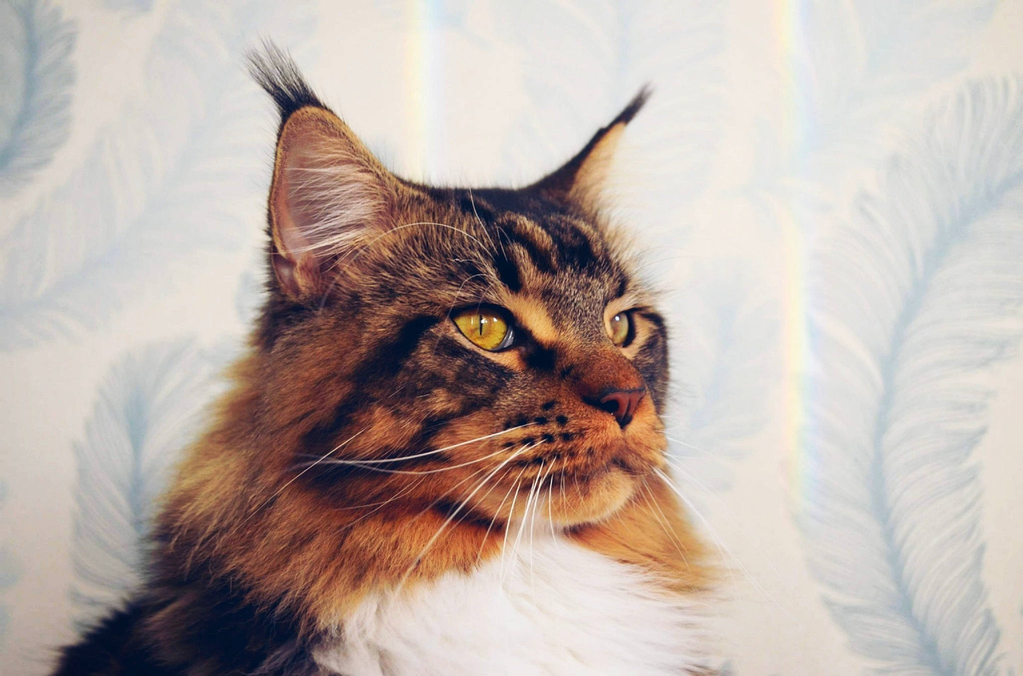 Oliver a rejoint le concours — aidez-le/la à gagner de superbes lots ! aegean_cat, carnivore, cat, domestic_long_haired_cat, ear, european_shorthair, eye, felidae, fur, kitten, maine_coon, mammal, norwegian_forest_cat, siberian, small_to_medium_sized_cats, snout, tabby_cat, whiskers