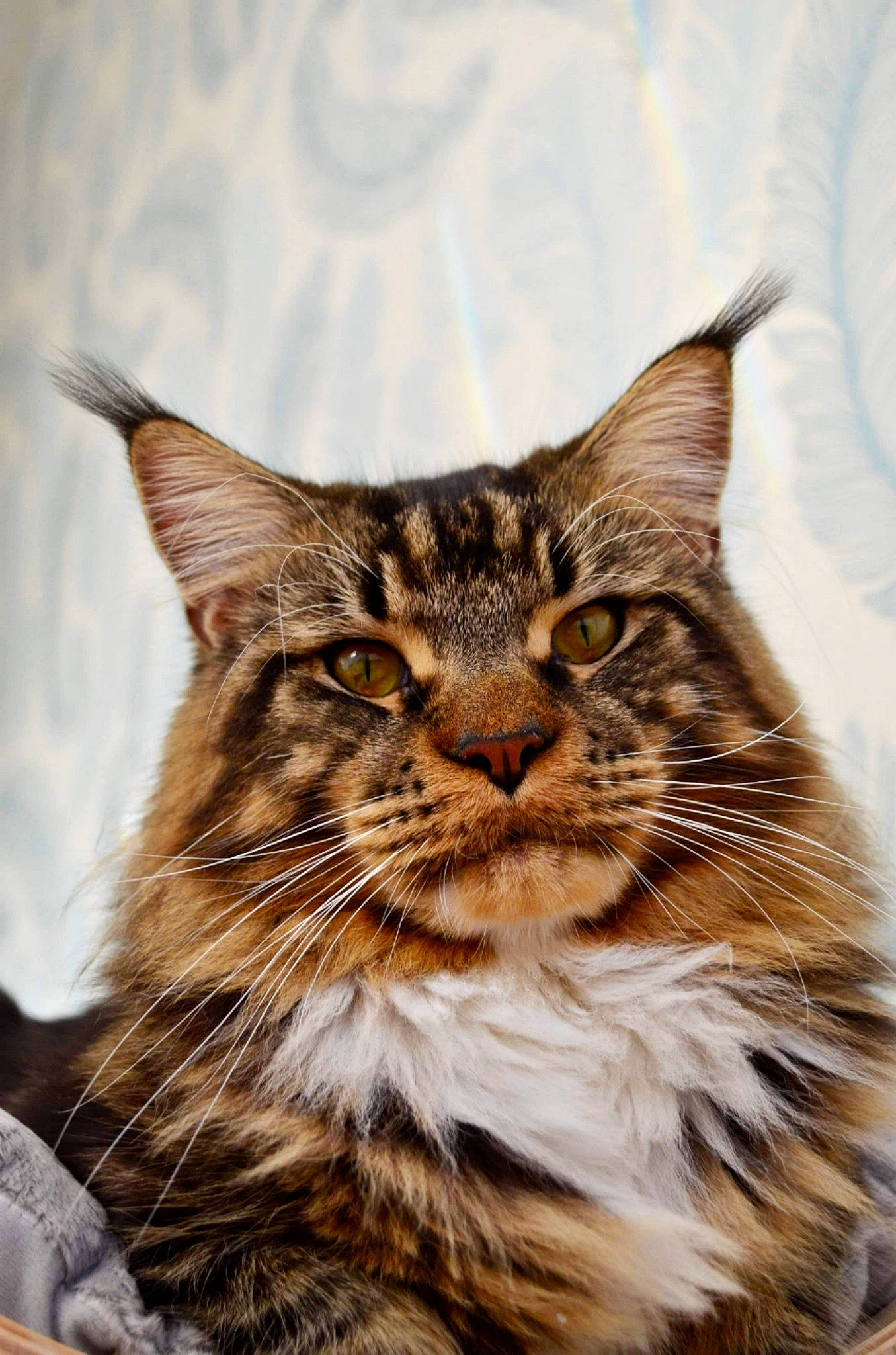 Oliver participe au concours pour gagner de l'argent avec cette photo : asian, carnivore, cat, domestic_short_haired_cat, dragon_li, european_shorthair, felidae, fur, kitten, maine_coon, mammal, norwegian_forest_cat, pixie_bob, siberian, small_to_medium_sized_cats, tabby_cat, vertebrate, whiskers, wild_cat