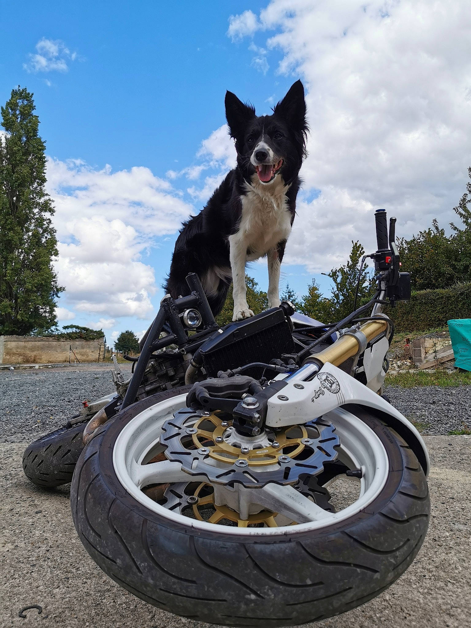 Winry a rejoint le concours — aidez-le/la à gagner de superbes lots ! automotive_tire, automotive_wheel_system, border_collie, canidae, carnivore, dog, dog_breed, obedience_training, police_dog, sporting_group, tire, vehicle, wheel, working_dog