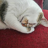 Ganja a rejoint le concours — aidez-le/la à gagner de superbes lots ! animal, cat, close_up, cozy, cute, domestic_animal, ear, fur, indoor, nose, paw, pet, red_fabric, relaxed, resting, sleeping, soft_texture, tabby, whiskers, white_fur