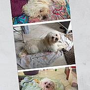 Sky participe au concours pour gagner de l'argent avec cette photo : animal, blanket, collage, comfortable, companion, cozy, cute, dog, fluffy, home, indoor, pet_bed, relaxed, resting, sleeping, small_dog, tile_floor, towel, toy, white_dog