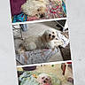 animal, blanket, collage, comfortable, companion, cozy, cute, dog, fluffy, home, indoor, pet_bed, relaxed, resting, sleeping, small_dog, tile_floor, towel, toy, white_dog