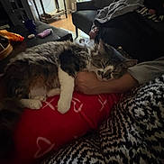 Doja is registered to the contest to win money with this photo: animal, arm, blanket, cat, comfort, couch, cozy, fur, furniture, hearts, home, indoor, living_room, person, pet, red_pants, relaxing, resting, sleeping, soft_lighting
