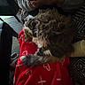 Doja is registered to the contest to win money with this photo: animal, casual, cat, couch, cozy, fluffy, furniture, hands, home, indoor, lap, patterned_rug, person, pet, red_blanket, relaxing, resting, rug, sleeping, warm