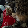 Doja is registered to the contest to win money with this photo: animal, blanket, cat, close_up, cozy, cute, domestic_cat, fluffy, fur, furry, heart_pattern, indoor, nap, pet, red, relaxing, resting, sleeping, soft, warm