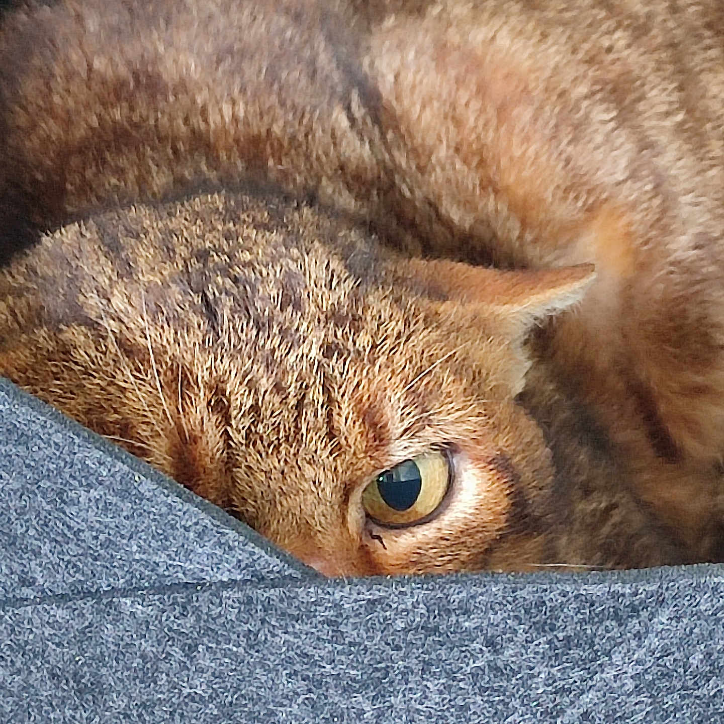 Popeye participe au concours pour gagner de l'argent avec cette photo : animal, brown, cat, close_up, cozy, curious, cute, eye, fur, gray, hidden, indoor, mammal, peeking, pet, relaxed, soft, tabby, texture, whiskers
