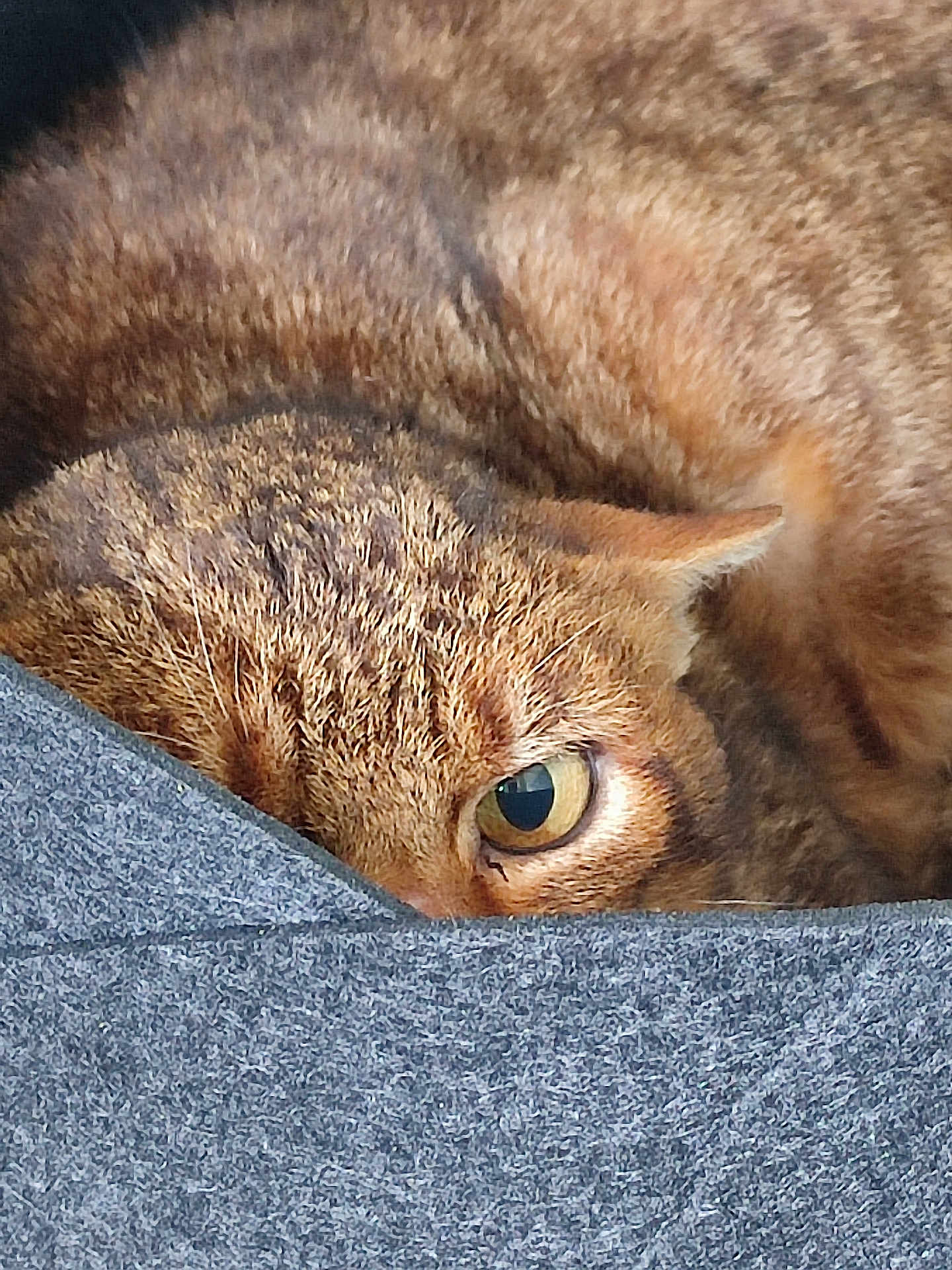 Popeye participe au concours pour gagner de l'argent avec cette photo : cat, tabby, close_up, eye, fur, peeking, curious, animal, pet, whiskers, brown, gray, texture, hidden, indoor, mammal, cute, soft, cozy, relaxed