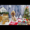 Yoshi is registered to the contest to win money with this photo: dog, christmas_tree, holiday_decorations, gifts, pillows, wooden_background, snowflakes, joy_sign, festive, celebration, pet, indoor, decor, wrapped_presents, christmas, cute, seasonal, festivity, smiling_dog, holiday