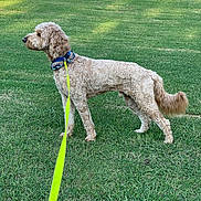 Yoshi is registered to the contest to win money with this photo: dog, leash, grass, outdoor, pet, canine, animal, collar, park, standing, curly_fur, nature, greenery, daylight, mammal, alert, side_view, fur, tail, playful