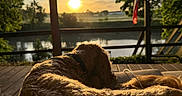 Yoshi is registered to the contest to win money with this photo: dog, golden_retriever, sunset, porch, river, trees, flag, outdoor, nature, relaxing, wooden_deck, animal, pet, sunlight, scenic, calm, evening, fur, collar, landscape
