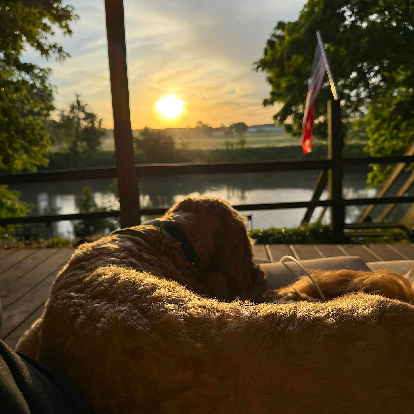 Yoshi is registered to the contest to win money with this photo: dog, golden_retriever, sunset, porch, river, trees, flag, outdoor, nature, relaxing, wooden_deck, animal, pet, sunlight, scenic, calm, evening, fur, collar, landscape