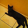 Moka participe au concours pour gagner de l'argent avec cette photo :
