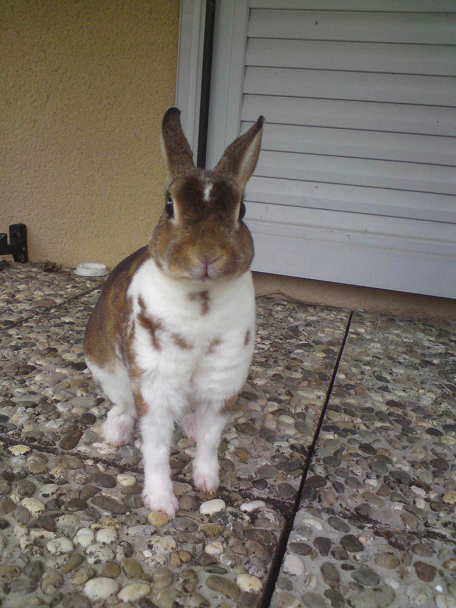 Noisette