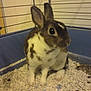 Noisette participe au concours pour gagner de l'argent avec cette photo :