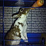 Noisette participe au concours pour gagner de l'argent avec cette photo :