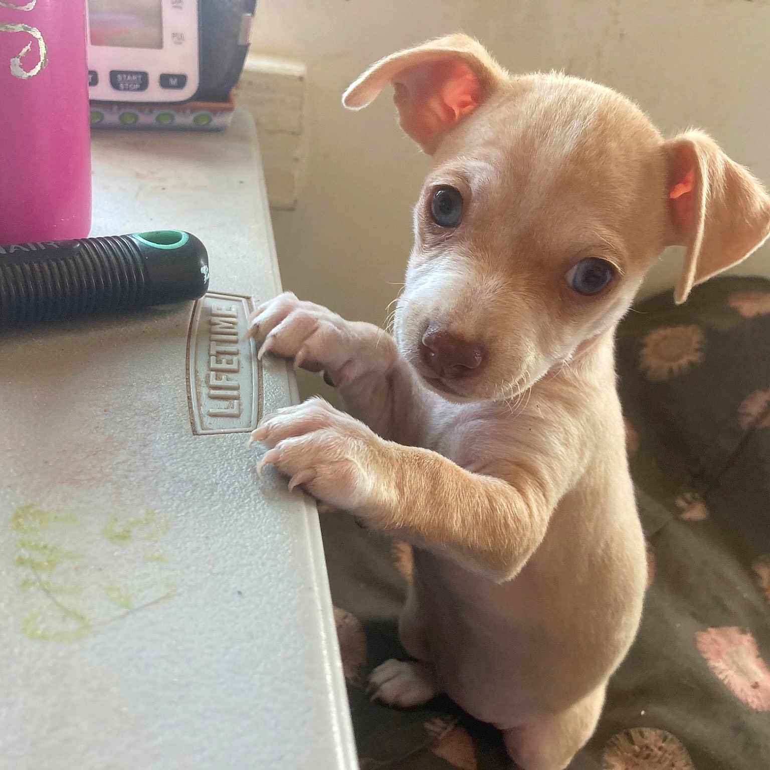 Izzybella joined the competition — help win amazing prizes! canidae, carnivore, chihuahua, companion_dog, corgi_chihuahua, dog, dog_breed, dog_supply, fawn, fur, non_sporting_group, paint, paw, snout, sporting_group, terrestrial_animal, toy_dog, whiskers, wood, working_animal