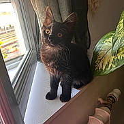 Isy participe au concours pour gagner de l'argent avec cette photo : cat, kitten, black_cat, windowsill, window, plant, leafy_plant, indoor, sunlight, natural_light, pet, animal, curious, orange_eyes, cozy, radiator, home, feline, sitting, fur