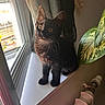 cat, kitten, black_cat, windowsill, window, plant, leafy_plant, indoor, sunlight, natural_light, pet, animal, curious, orange_eyes, cozy, radiator, home, feline, sitting, fur