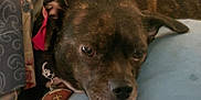 Cocodrie is registered to the contest to win money with this photo: animal, brindle, canine, closeup, collar, comfort, cushion, dog, fur, home, indoor, paw, pet, pillow, red_bow, relaxed, resting, sleepy, snout, tag