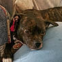 animal, brindle, canine, closeup, collar, comfort, cushion, dog, fur, home, indoor, paw, pet, pillow, red_bow, relaxed, resting, sleepy, snout, tag