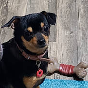 Cocodrie joined the competition — help win amazing prizes! animal, black_dog, blue_rug, bone_toy, canine, close_up, collar, companion, curious, dog, domestic_animal, indoor, paw, pet, pet_tag, sitting, small_dog, tan_markings, toy, wooden_floor