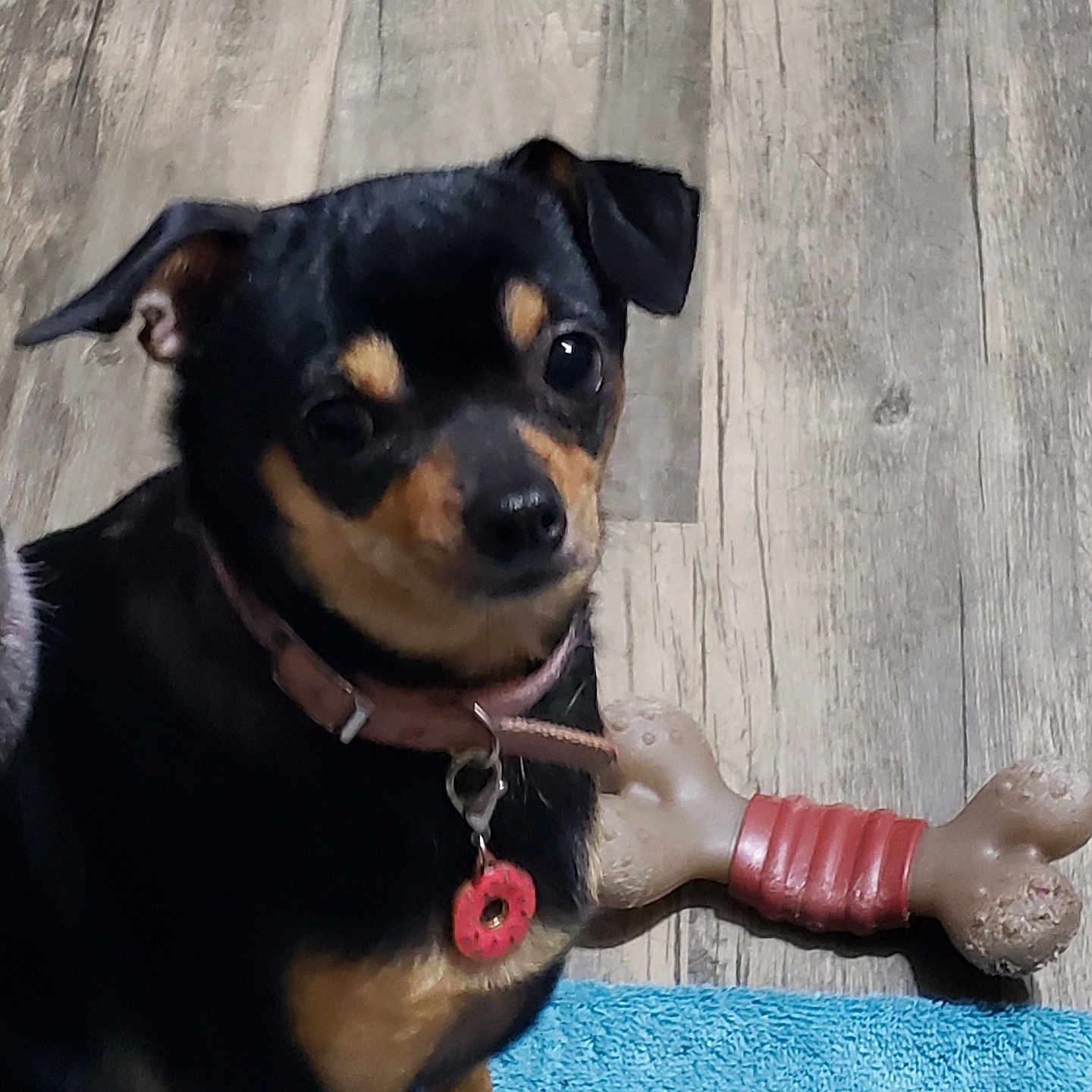 Cocodrie joined the competition — help win amazing prizes! animal, black_dog, blue_rug, bone_toy, canine, close_up, collar, companion, curious, dog, domestic_animal, indoor, paw, pet, pet_tag, sitting, small_dog, tan_markings, toy, wooden_floor