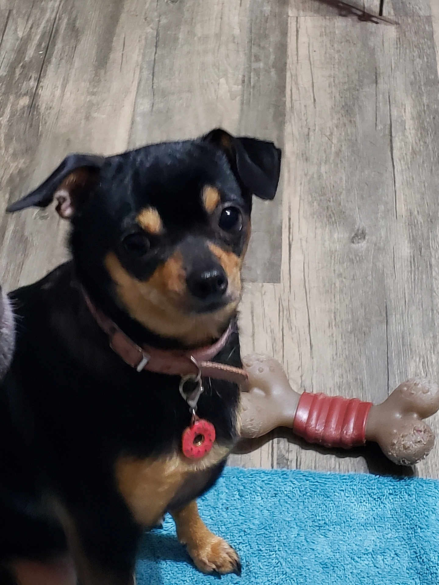 Cocodrie joined the competition — help win amazing prizes! animal, black_dog, blue_rug, bone_toy, canine, close_up, collar, companion, curious, dog, domestic_animal, indoor, paw, pet, pet_tag, sitting, small_dog, tan_markings, toy, wooden_floor